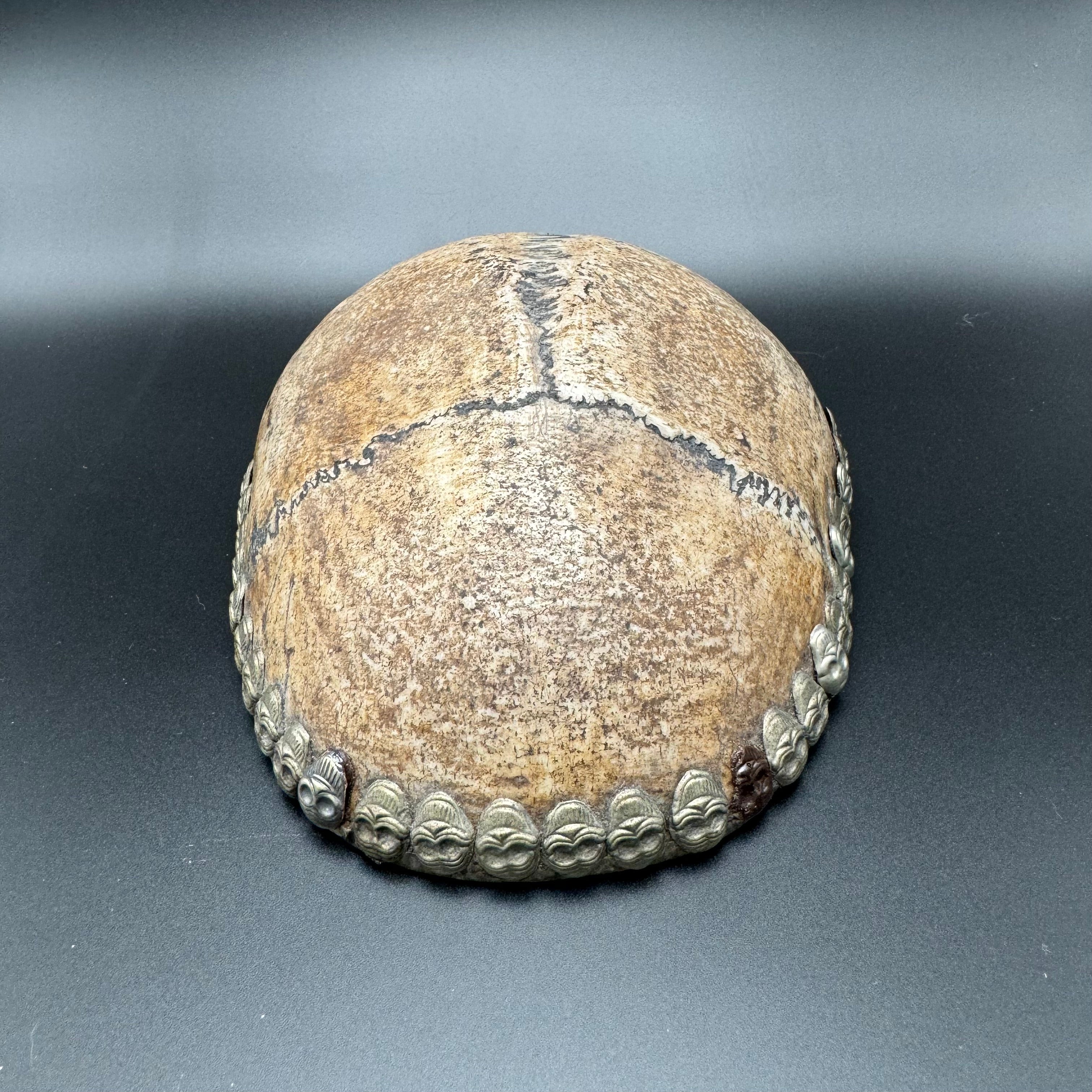 Human Skull Cap Uncarved Tibetan Kapala Cup | The Learned Lemur